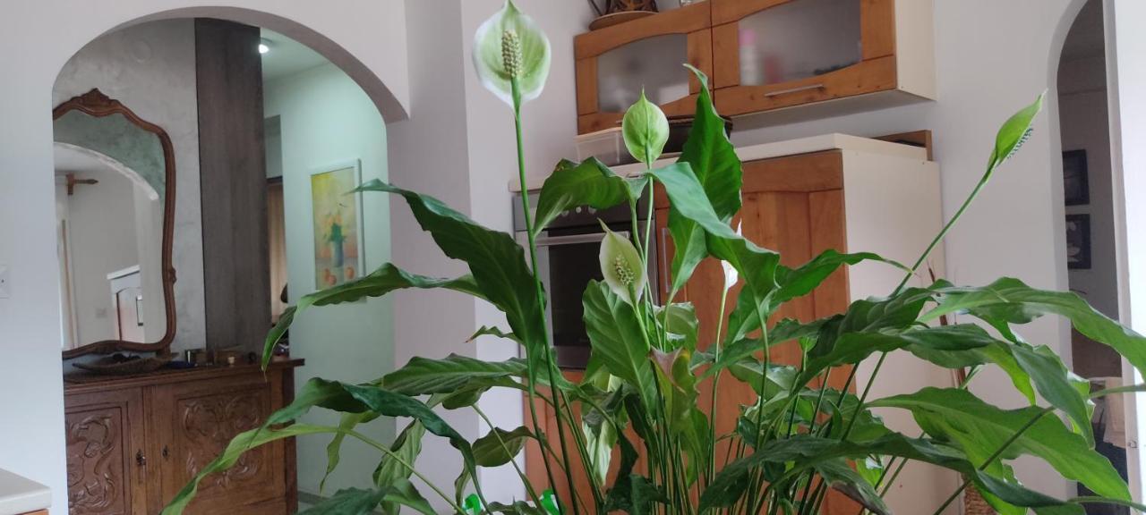 Apartment Oaza Kotor Eksteriør billede